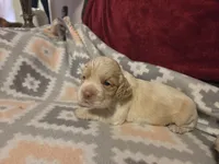 Olaf, a male Cocker Spaniel for sale in Marshall, NC – 5 of 6