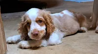 Olaf, a male Cocker Spaniel for sale in Marshall, NC – 6 of 6