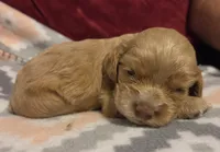 Biscuit Brown , a male Cocker Spaniel for sale in Marshall, NC – 3 of 4