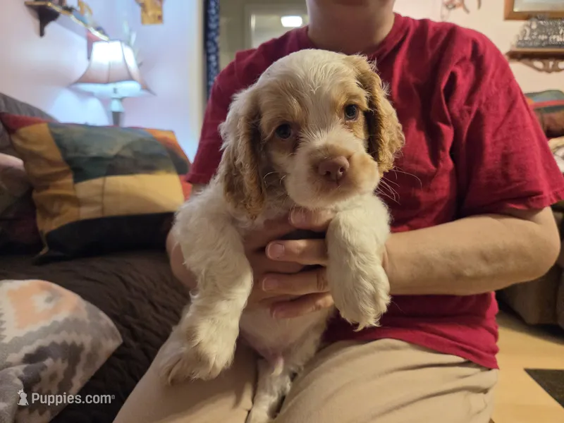Olaf – Cocker Spaniel puppy for sale in Marshall, NC