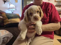 Olaf, a male Cocker Spaniel for sale in Marshall, NC – 3 of 6
