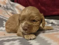 Biscuit Brown , a male Cocker Spaniel for sale in Marshall, NC – 2 of 4