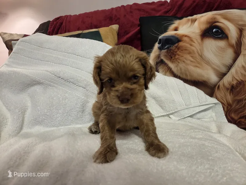Biscuit Brown  – Cocker Spaniel puppy for sale in Marshall, NC