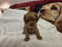 Biscuit Brown , a male Cocker Spaniel for sale in Marshall, NC – 4 of 7