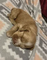 Honey , a female Cocker Spaniel for sale in Marshall, NC – 3 of 5