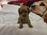 Biscuit Brown , a male Cocker Spaniel for sale in Marshall, NC – 7 of 7