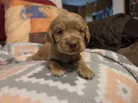 Ginger Brown , a female Cocker Spaniel for sale in Marshall, NC – 4 of 6