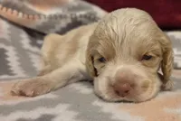 Olaf, a male Cocker Spaniel for sale in Marshall, NC – 3 of 6