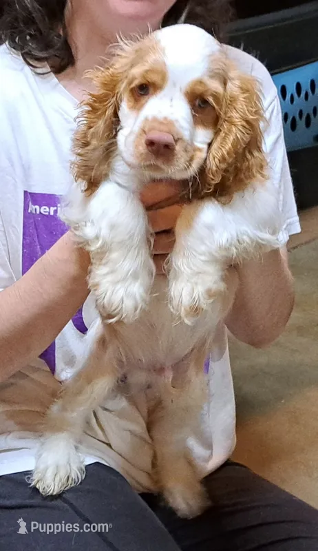 Olaf – Cocker Spaniel puppy for sale in Marshall, NC