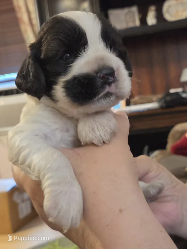 Jersey Brown  – Cocker Spaniel puppy for sale in Marshall, NC