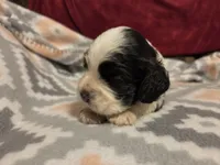 Bandit Brown , a male Cocker Spaniel for sale in Marshall, NC – 3 of 6