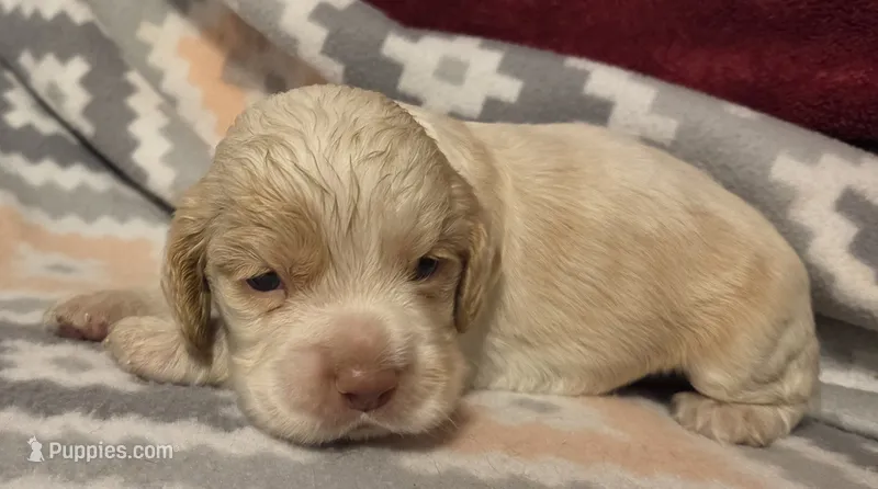 Olaf – Cocker Spaniel puppy for sale in Marshall, NC