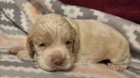 Olaf, a male Cocker Spaniel for sale in Marshall, NC – 1 of 6