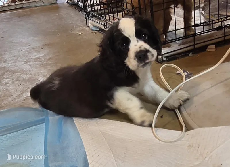 Bandit Brown  – Cocker Spaniel puppy for sale in Marshall, NC