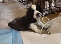 Bandit Brown , a male Cocker Spaniel for sale in Marshall, NC – 1 of 5