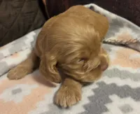 Dusty Brown, a female Cocker Spaniel for sale in Marshall, NC – 3 of 6