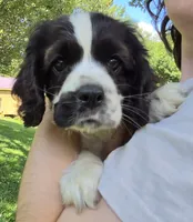 Jersey Brown , a female Cocker Spaniel for sale in Marshall, NC – 5 of 5