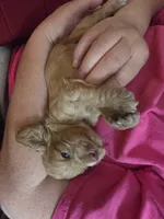 Dusty Brown, a female Cocker Spaniel for sale in Marshall, NC – 6 of 6