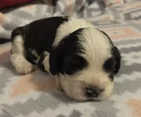 Bandit Brown , a male Cocker Spaniel for sale in Marshall, NC – 2 of 6