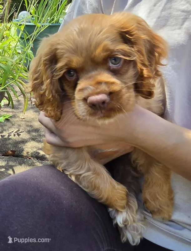 Biscuit Brown  – Cocker Spaniel puppy for sale in Marshall, NC