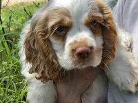 Olaf, a male Cocker Spaniel for sale in Marshall, NC – 2 of 6