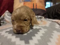 Ginger Brown , a female Cocker Spaniel for sale in Marshall, NC – 6 of 6