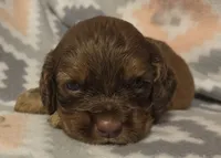 Shadow Brown , a male Cocker Spaniel for sale in Marshall, NC – 2 of 4