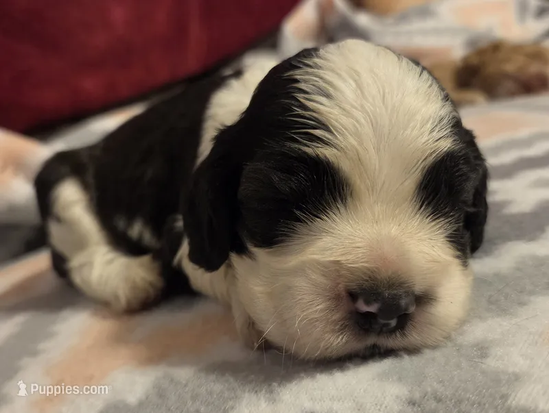 Bandit Brown  – Cocker Spaniel puppy for sale in Marshall, NC