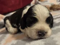Bandit Brown , a male Cocker Spaniel for sale in Marshall, NC – 1 of 6