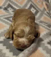 Honey , a female Cocker Spaniel for sale in Marshall, NC – 2 of 5