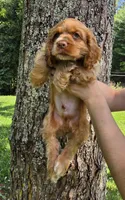 Biscuit Brown , a male Cocker Spaniel for sale in Marshall, NC – 2 of 7