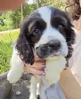 Jersey Brown , a female Cocker Spaniel for sale in Marshall, NC – 1 of 5