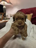 Biscuit Brown , a male Cocker Spaniel for sale in Marshall, NC – 5 of 7
