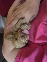 Dusty Brown, a female Cocker Spaniel for sale in Marshall, NC – 4 of 6