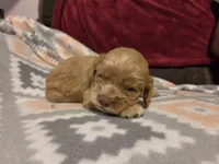 Biscuit Brown , a male Cocker Spaniel for sale in Marshall, NC – 4 of 4