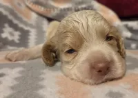 Olaf, a male Cocker Spaniel for sale in Marshall, NC – 4 of 6