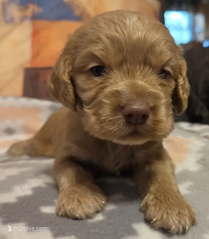 Ginger Brown  – Cocker Spaniel puppy for sale in Marshall, NC
