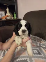 Bandit Brown , a male Cocker Spaniel for sale in Marshall, NC – 3 of 5