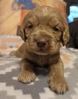 Ginger Brown , a female Cocker Spaniel for sale in Marshall, NC – 3 of 6