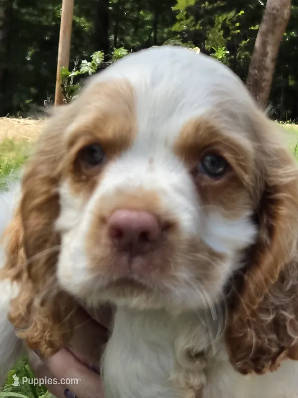 Olaf – Cocker Spaniel puppy for sale in Marshall, NC