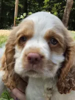 Olaf, a male Cocker Spaniel for sale in Marshall, NC – 1 of 6