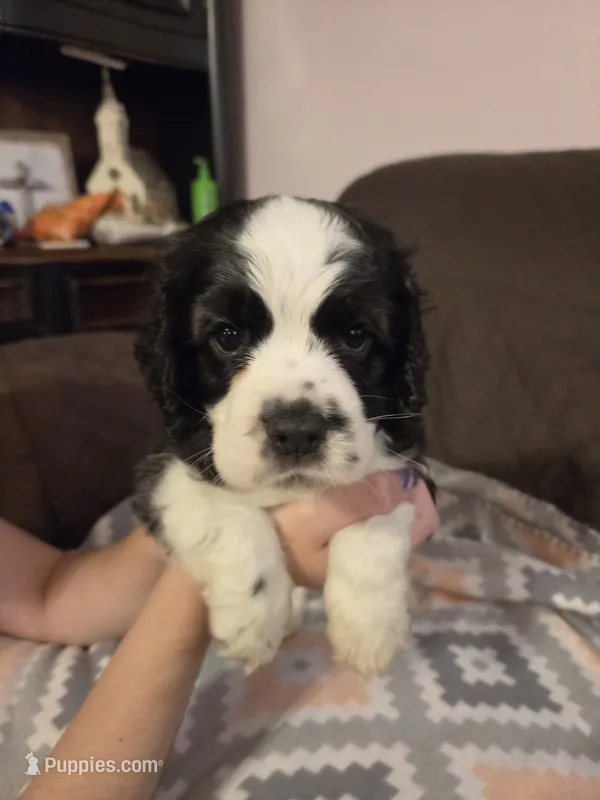 Bandit Brown  – Cocker Spaniel puppy for sale in Marshall, NC