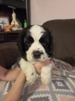 Bandit Brown , a male Cocker Spaniel for sale in Marshall, NC – 2 of 5