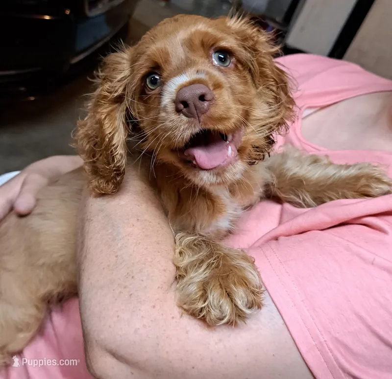 Biscuit Brown  – Cocker Spaniel puppy for sale in Marshall, NC
