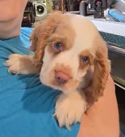 Olaf, a male Cocker Spaniel for sale in Marshall, NC – 6 of 6