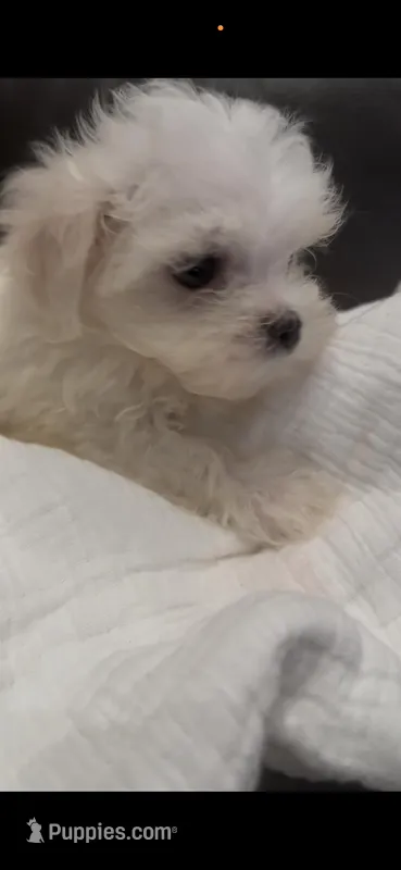 Daisy  – Maltese puppy for sale in Rockwall, TX