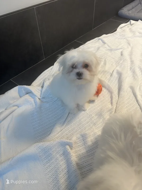 Daisy  – Maltese puppy for sale in Rockwall, TX