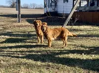 Catie, a female Golden Retriever for sale in Sweet Springs, MO – 6 of 7