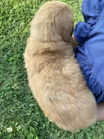 Clay, a male Golden Retriever for sale in Sweet Springs, MO – 4 of 9