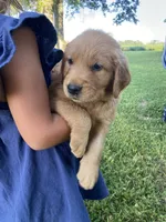 Clay, a male Golden Retriever for sale in Sweet Springs, MO – 3 of 9